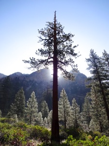 Glistening Dew Along the High Sierra Trail
